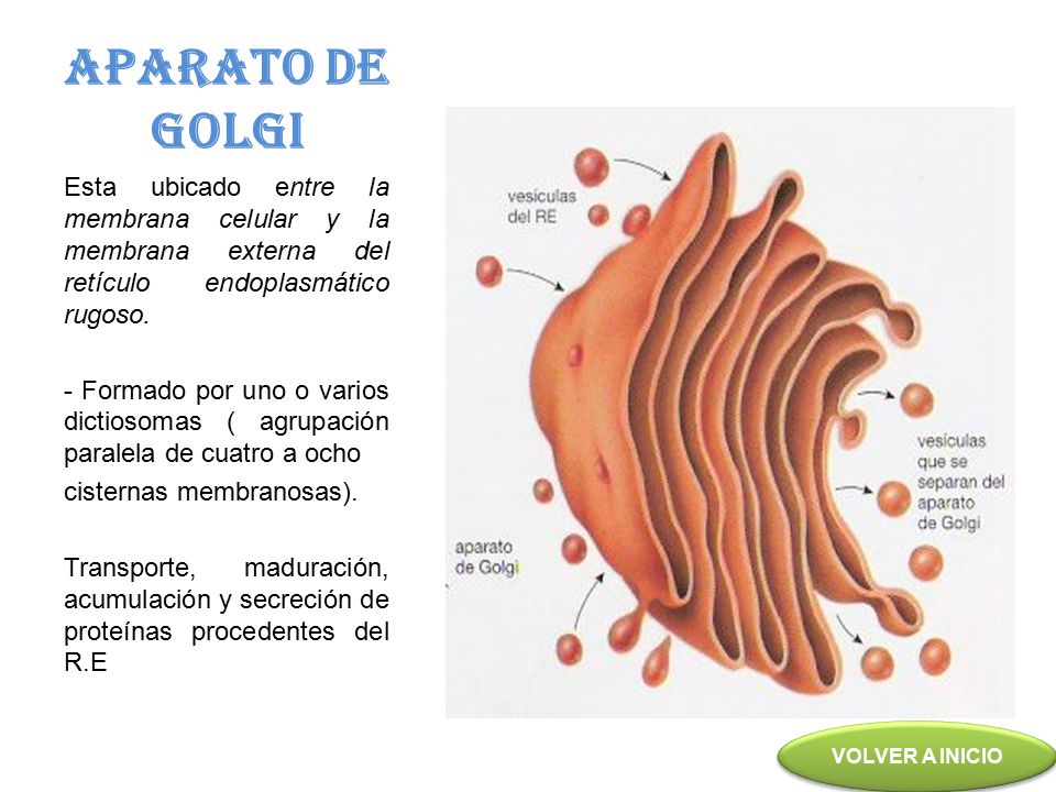 APARATO DE GOLGI Esta ubicado entre la membrana celular y la membrana externa del retículo endoplasmático rugoso.