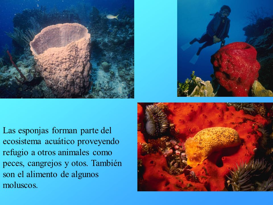 Las esponjas forman parte del ecosistema acuático proveyendo refugio a otros animales como peces, cangrejos y otos.