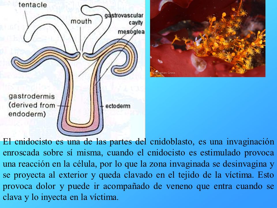 El cnidocisto es una de las partes del cnidoblasto, es una invaginación enroscada sobre sí misma, cuando el cnidocisto es estimulado provoca una reacción en la célula, por lo que la zona invaginada se desinvagina y se proyecta al exterior y queda clavado en el tejido de la víctima.