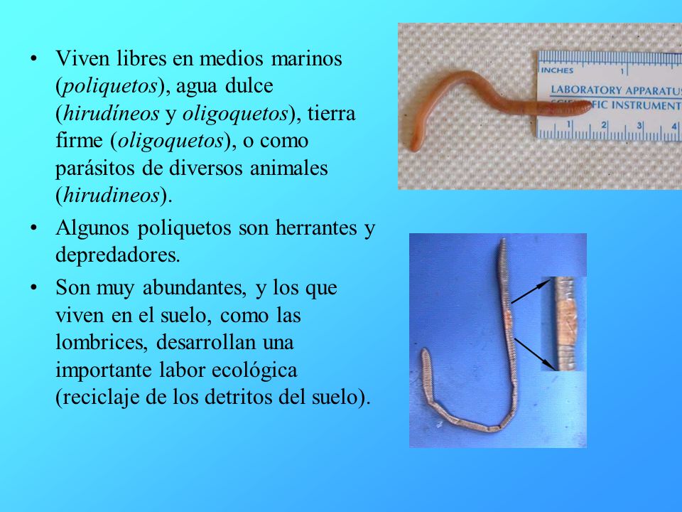 Viven libres en medios marinos (poliquetos), agua dulce (hirudíneos y oligoquetos), tierra firme (oligoquetos), o como parásitos de diversos animales (hirudineos).