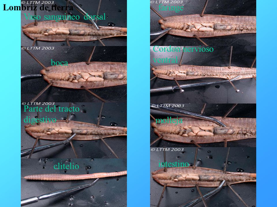 clitelio Parte del tracto digestivo. Vaso sanguineo dorsal. boca. intestino. faringe. Cordon nervioso ventral.