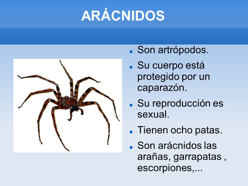 ARÁCNIDOS Son artrópodos. Su cuerpo está protegido por un caparazón.