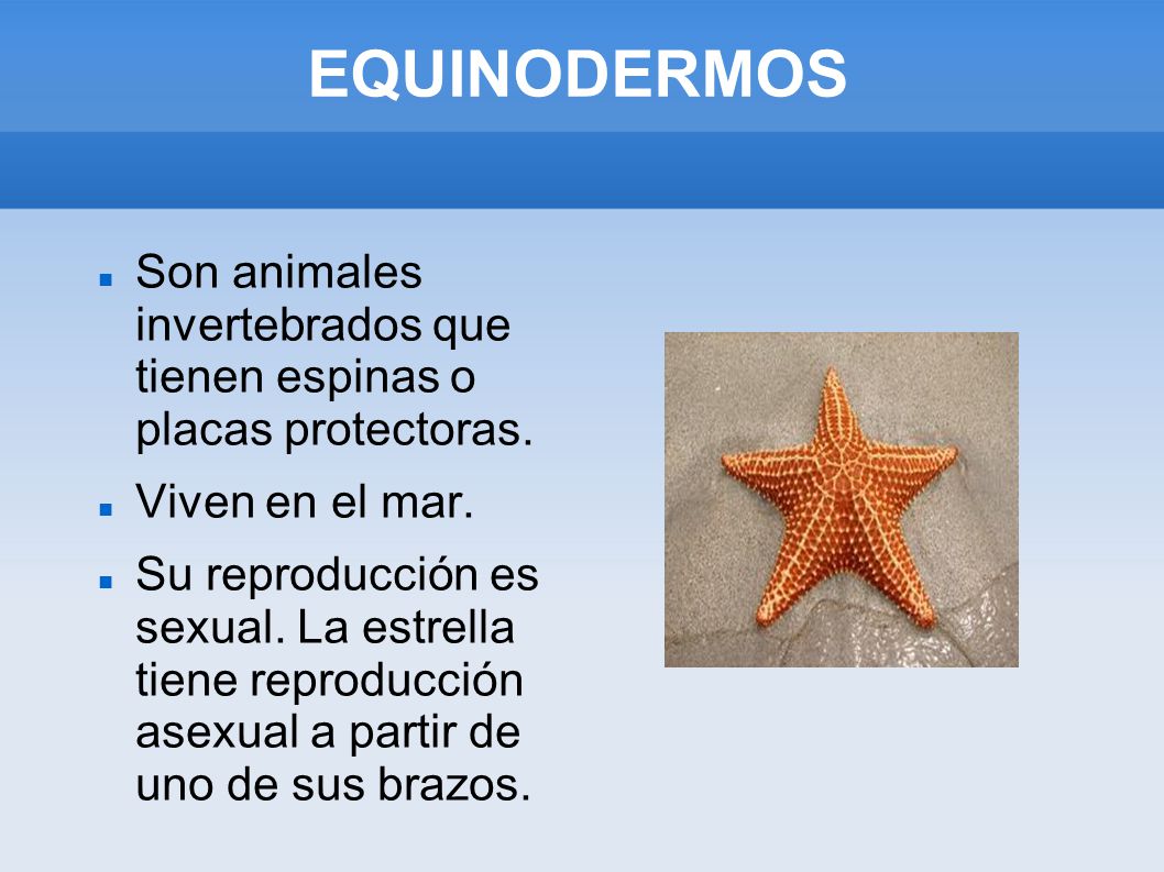 EQUINODERMOS Son animales invertebrados que tienen espinas o placas protectoras. Viven en el mar.