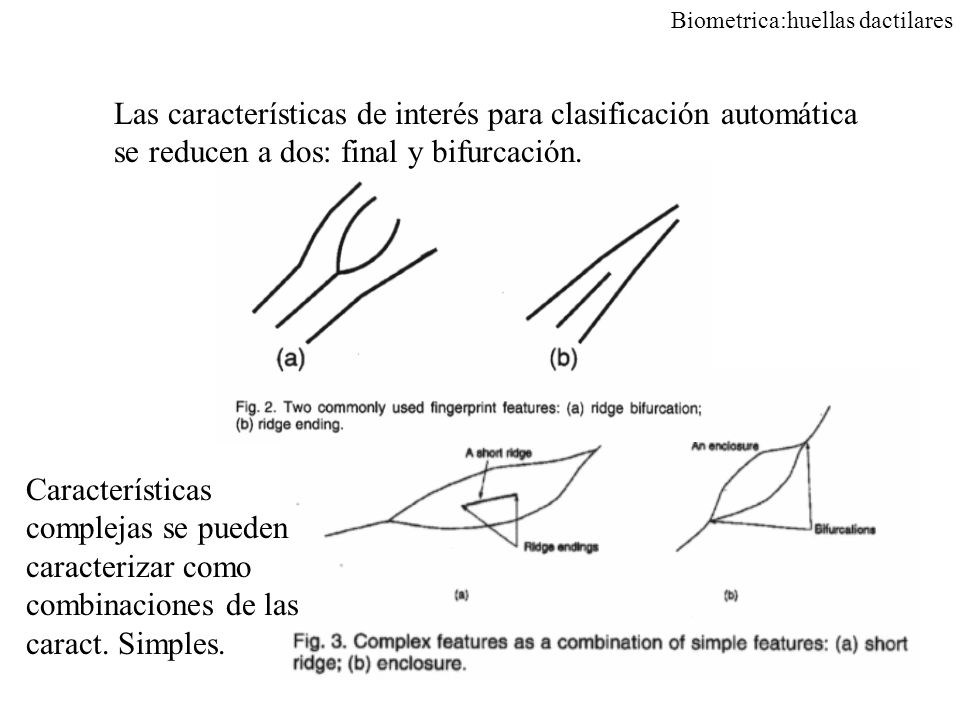 Las características de interés para clasificación automática se reducen a dos: final y bifurcación.