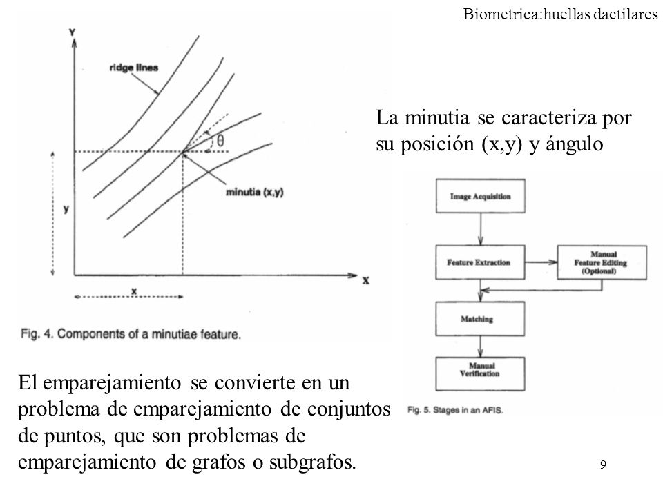 La minutia se caracteriza por su posición (x,y) y ángulo
