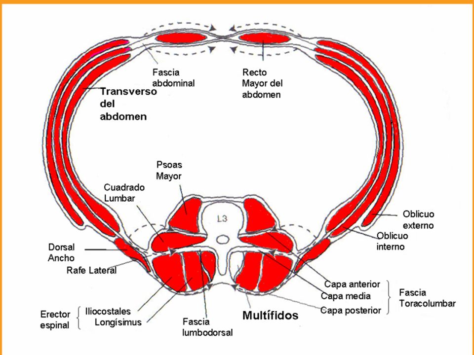 Los músculos del núcleo (core) incluyen el músculo corset : transverso abdominal (TA), los músculos multífidos de la zona lumbar, y los músculos del piso pélvico.