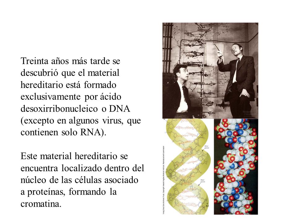 Treinta años más tarde se descubrió que el material hereditario está formado exclusivamente por ácido desoxirribonucleico o DNA (excepto en algunos virus, que contienen solo RNA).