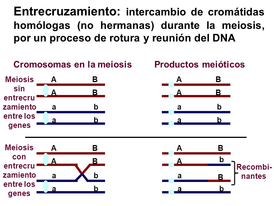 Cromosomas en la meiosis Productos meióticos