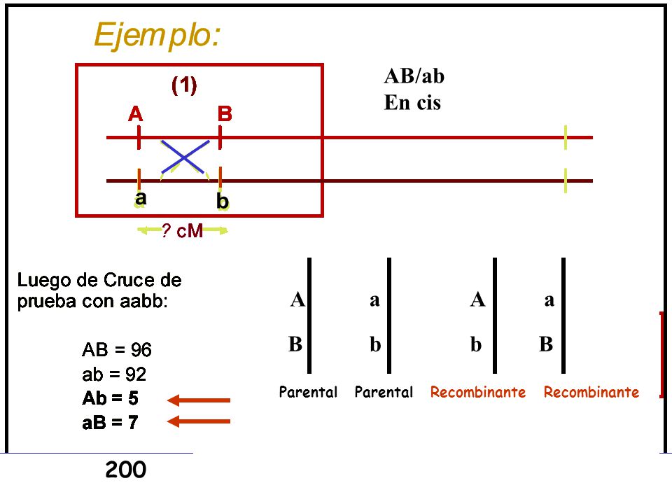AB/ab En cis a b A a A a B b b B 200 Parental Parental Recombinante