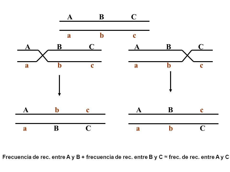 A B C a b c A B C a b c A B C a b c A b c a B C A B c a b C