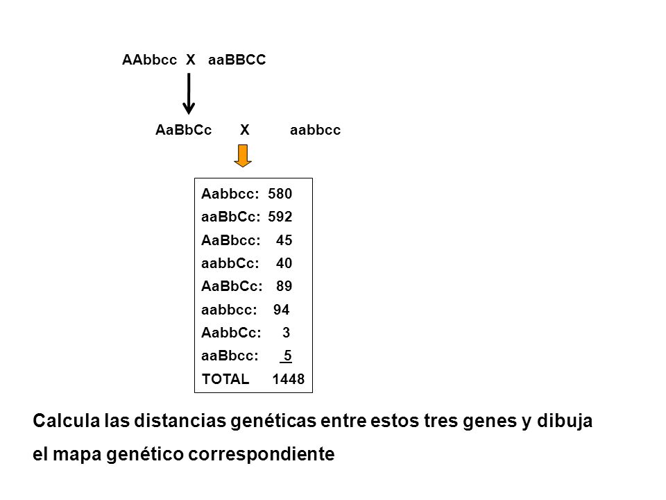 AAbbcc X aaBBCC AaBbCc. X. aabbcc. Aabbcc: 580. aaBbCc: 592. AaBbcc: 45. aabbCc: 40. AaBbCc: 89.