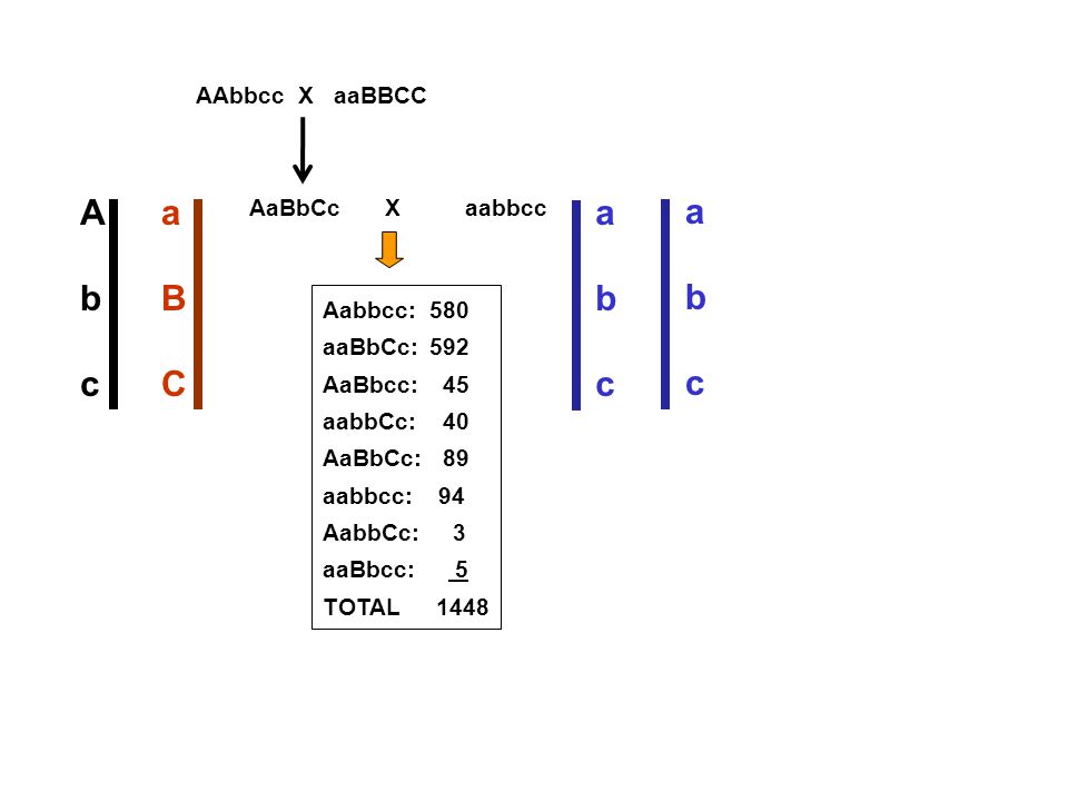 A b c a B C a b c a b c AAbbcc X aaBBCC AaBbCc X aabbcc Aabbcc: 580