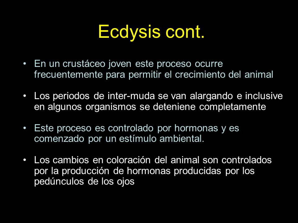 Ecdysis cont. En un crustáceo joven este proceso ocurre frecuentemente para permitir el crecimiento del animal.