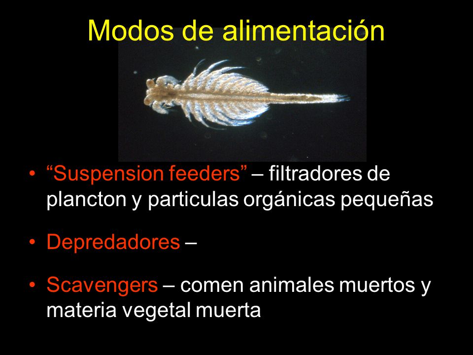 Modos de alimentación Suspension feeders – filtradores de plancton y particulas orgánicas pequeñas.