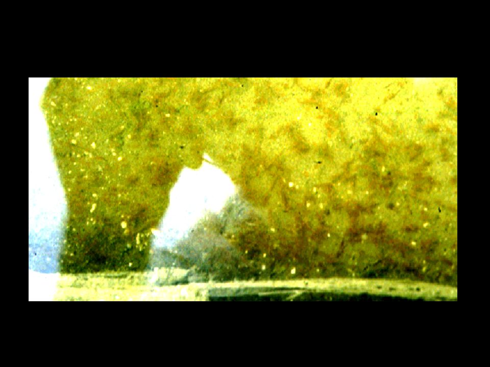 Artemia are indiscriminate particle feeders on particles ranging from 1 to 50 m
