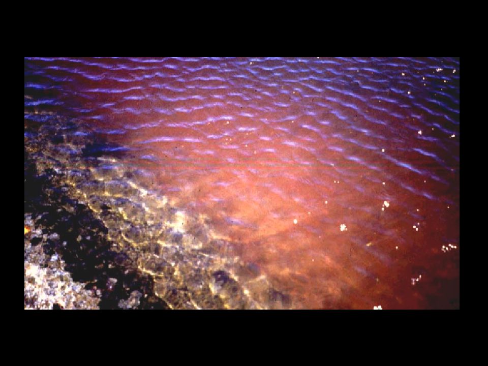 Artemia have hemoglobins on which very little information is available