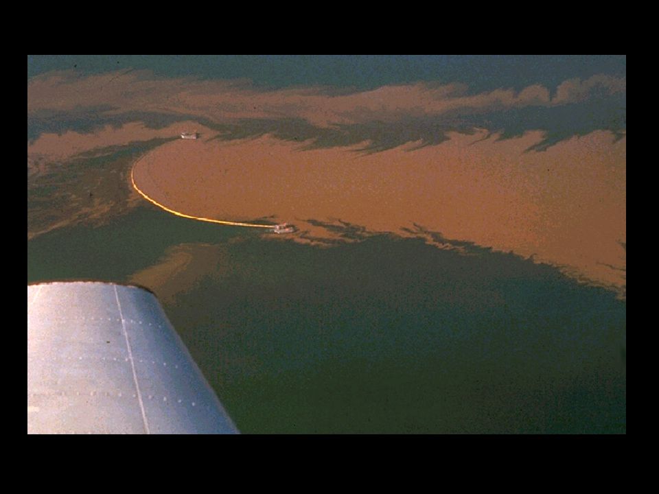 Most commercial cysts originate from the Great Salt Lake