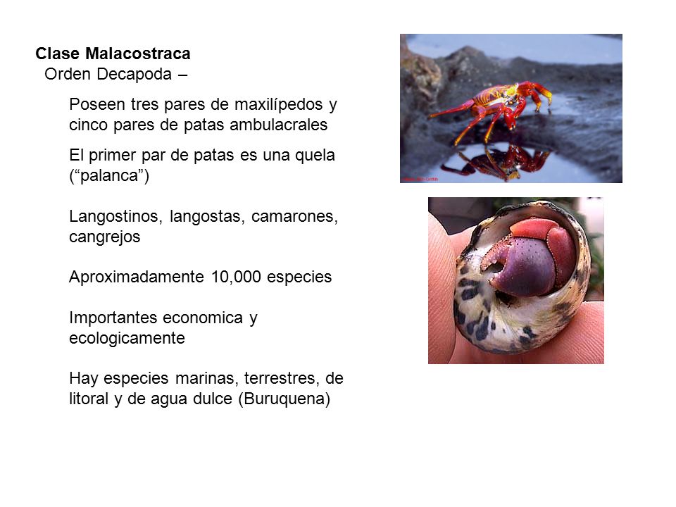 Clase Malacostraca Orden Decapoda – Poseen tres pares de maxilípedos y. cinco pares de patas ambulacrales.