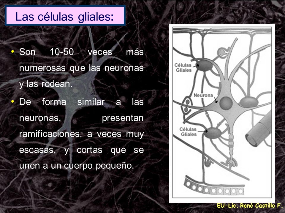 Las células gliales: Son veces más numerosas que las neuronas y las rodean.