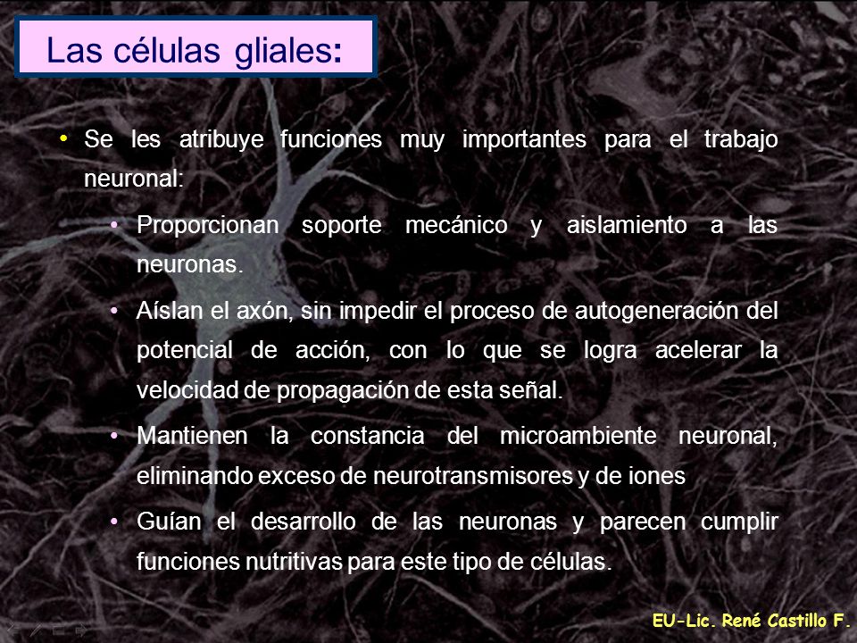 Las células gliales: Se les atribuye funciones muy importantes para el trabajo neuronal: Proporcionan soporte mecánico y aislamiento a las neuronas.