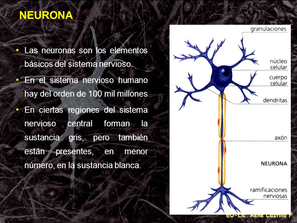 NEURONA Las neuronas son los elementos básicos del sistema nervioso.