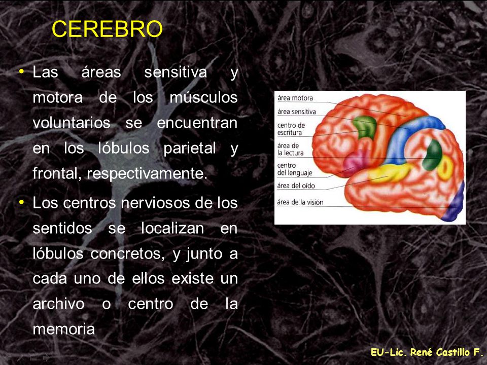 CEREBRO Las áreas sensitiva y motora de los músculos voluntarios se encuentran en los lóbulos parietal y frontal, respectivamente.