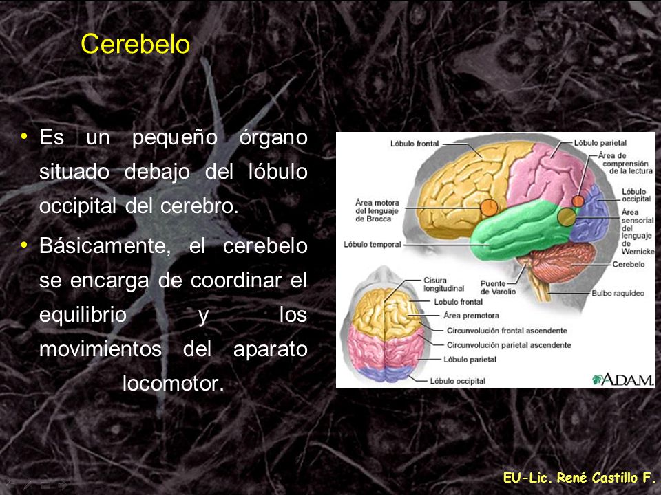 Cerebelo Es un pequeño órgano situado debajo del lóbulo occipital del cerebro.