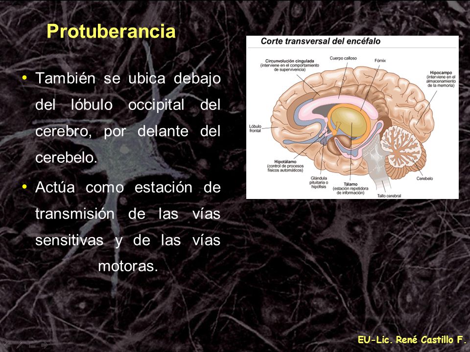 Protuberancia También se ubica debajo del lóbulo occipital del cerebro, por delante del cerebelo.