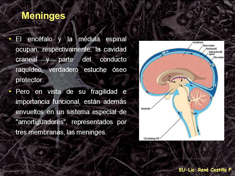 Meninges El encéfalo y la médula espinal ocupan, respectivamente, la cavidad craneal y parte del conducto raquídeo, verdadero estuche óseo protector.