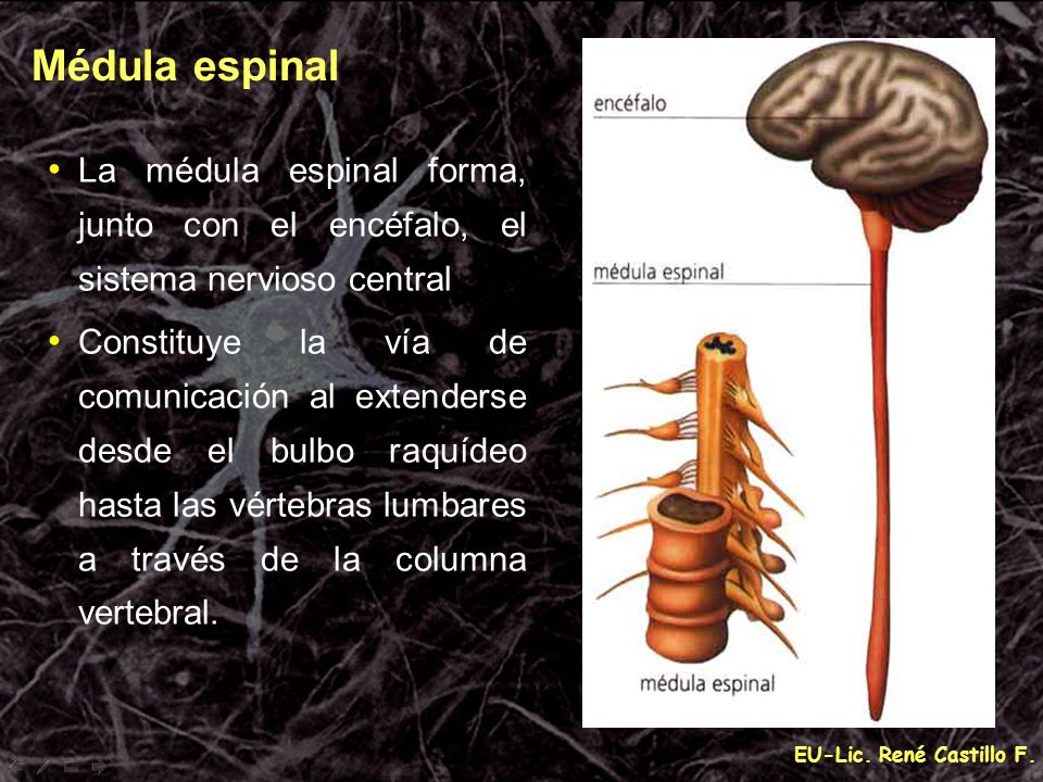 Médula espinal La médula espinal forma, junto con el encéfalo, el sistema nervioso central.