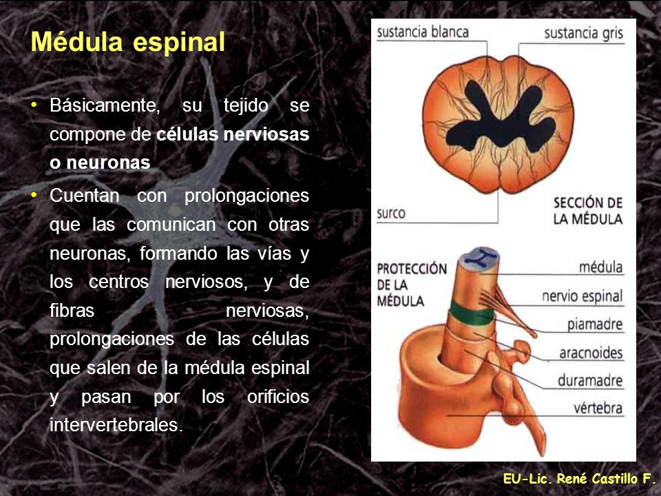 Médula espinal Básicamente, su tejido se compone de células nerviosas o neuronas.