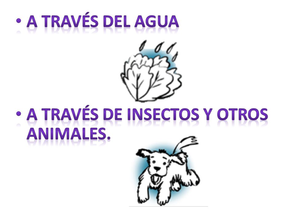 A TRAVÉS DEL AGUA A TRAVÉS DE INSECTOS Y OTROS ANIMALES.