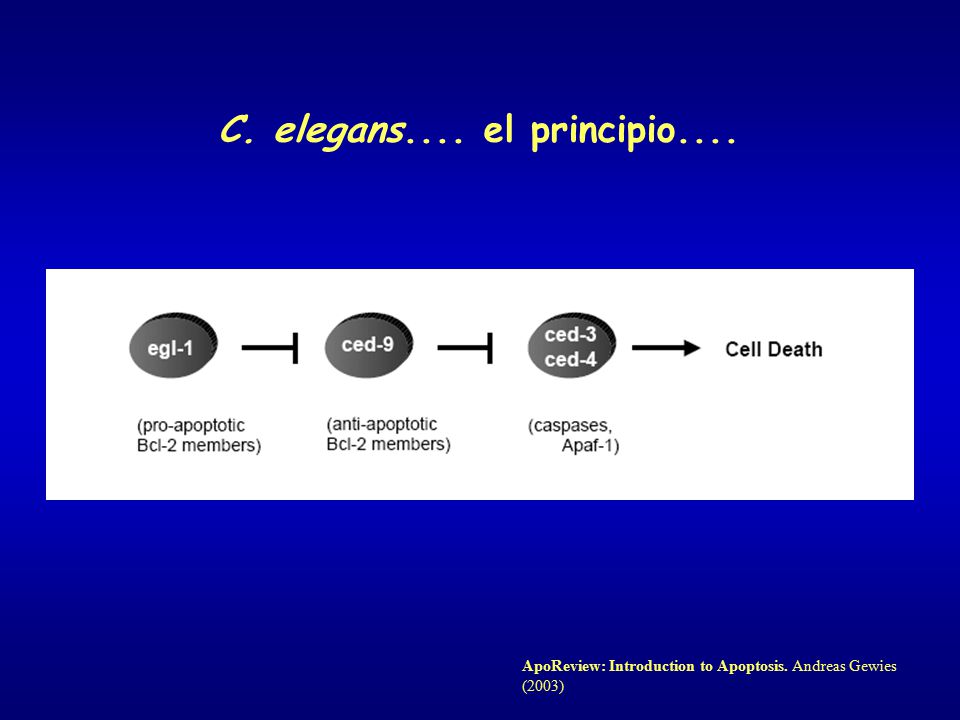 C. elegans.... el principio.... ApoReview: Introduction to Apoptosis. Andreas Gewies (2003)