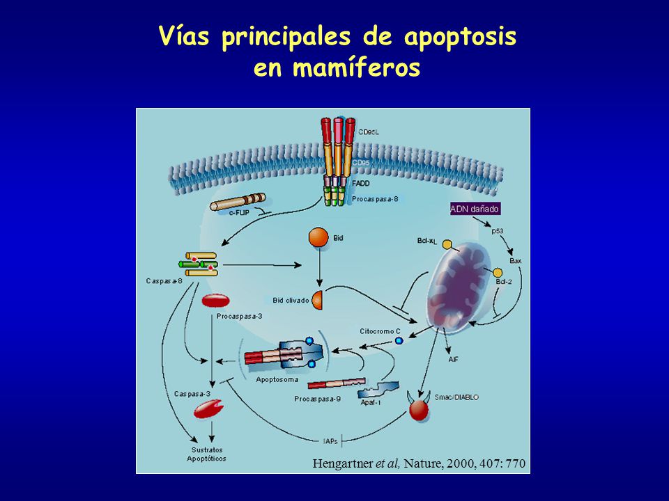 Vías principales de apoptosis en mamíferos