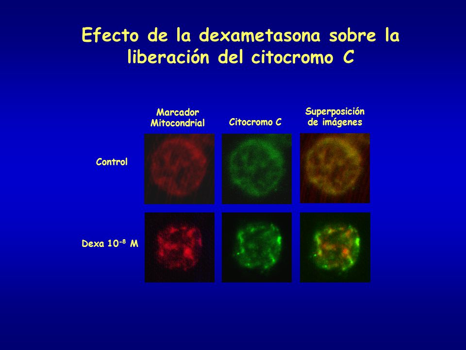 Efecto de la dexametasona sobre la liberación del citocromo C