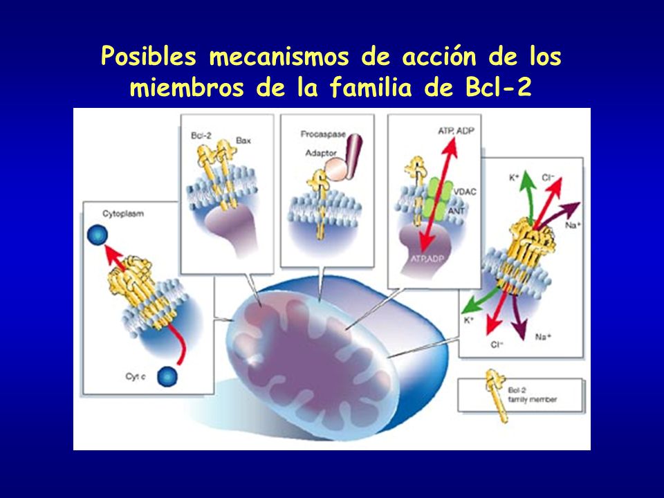 Posibles mecanismos de acción de los miembros de la familia de Bcl-2