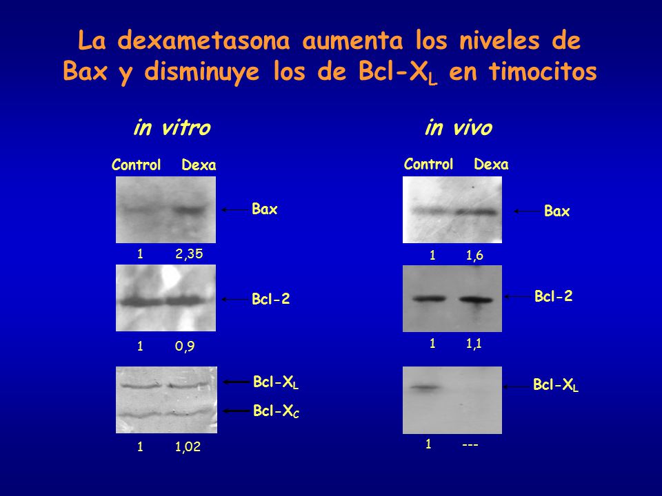 La dexametasona aumenta los niveles de Bax y disminuye los de Bcl-XL en timocitos