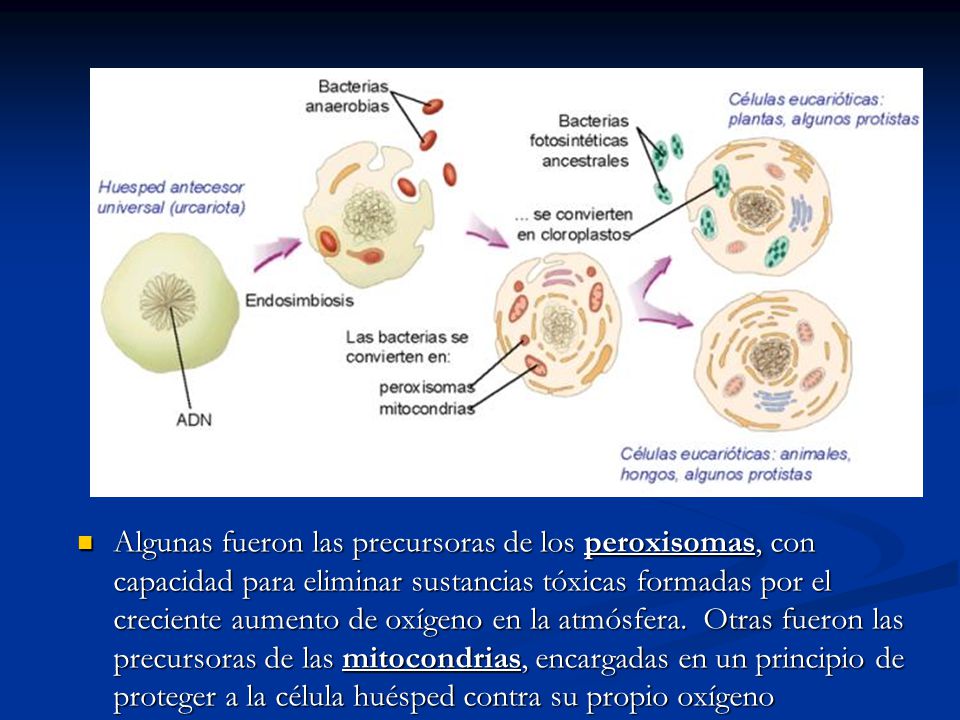 Algunas fueron las precursoras de los peroxisomas, con capacidad para eliminar sustancias tóxicas formadas por el creciente aumento de oxígeno en la atmósfera. Otras fueron las precursoras de las mitocondrias, encargadas en un principio de proteger a la célula huésped contra su propio oxígeno