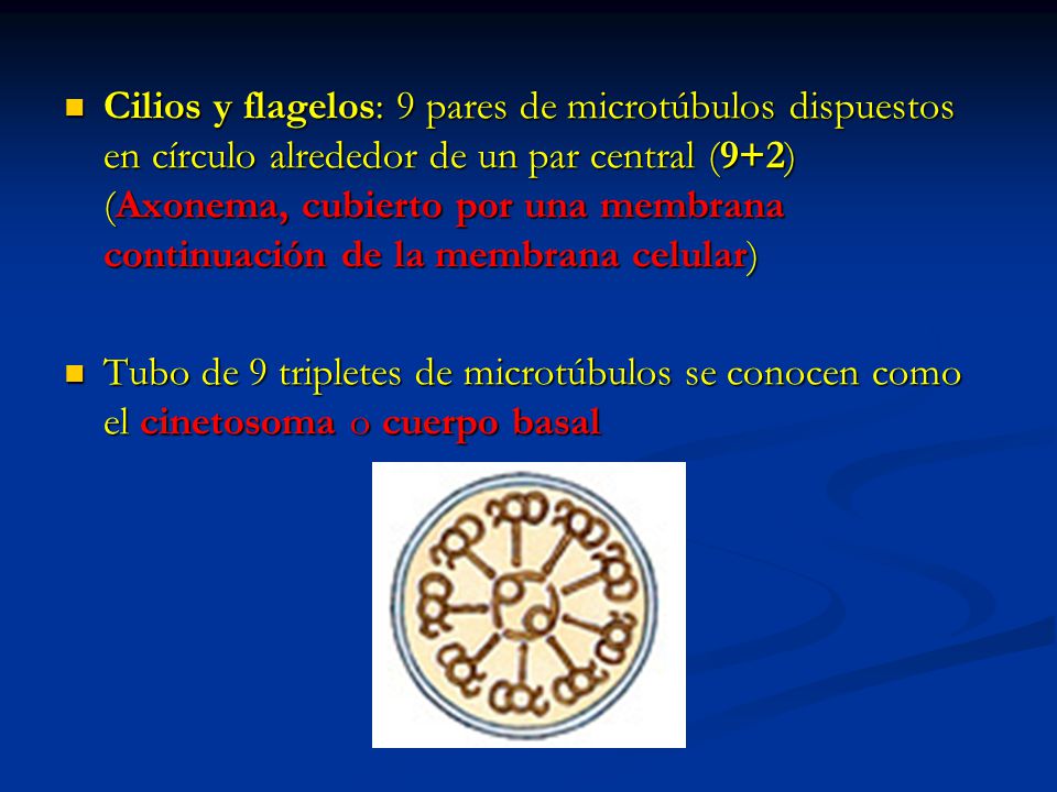 Cilios y flagelos: 9 pares de microtúbulos dispuestos en círculo alrededor de un par central (9+2) (Axonema, cubierto por una membrana continuación de la membrana celular)