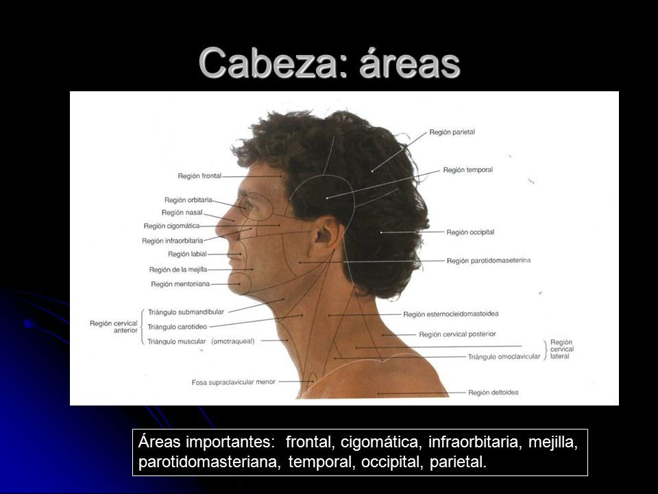 Cabeza: áreas Áreas importantes: frontal, cigomática, infraorbitaria, mejilla, parotidomasteriana, temporal, occipital, parietal.