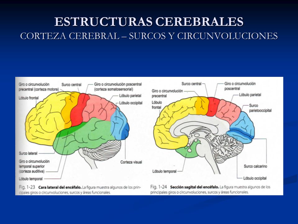 ESTRUCTURAS CEREBRALES CORTEZA CEREBRAL – SURCOS Y CIRCUNVOLUCIONES