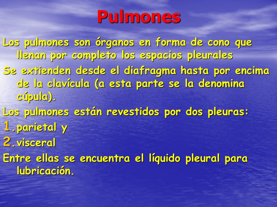 Pulmones Los pulmones son órganos en forma de cono que llenan por completo los espacios pleurales.