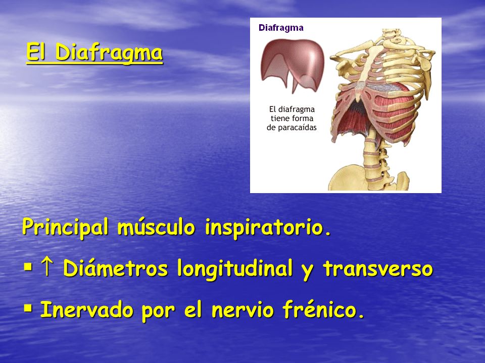 El Diafragma Principal músculo inspiratorio.  Diámetros longitudinal y transverso.