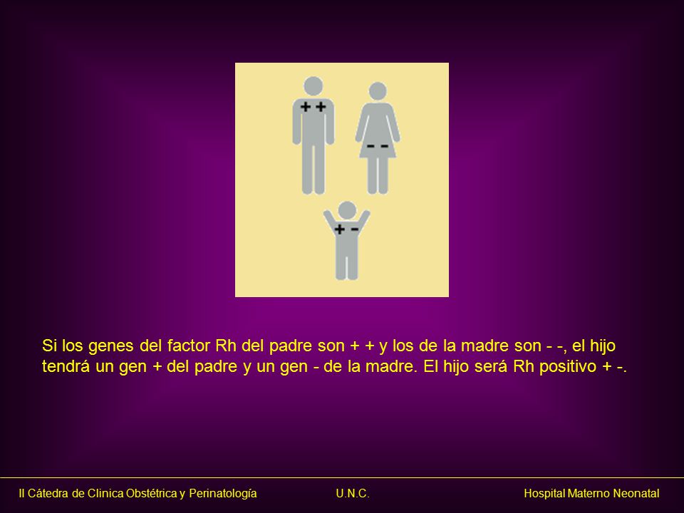Si los genes del factor Rh del padre son + + y los de la madre son - -, el hijo tendrá un gen + del padre y un gen - de la madre.