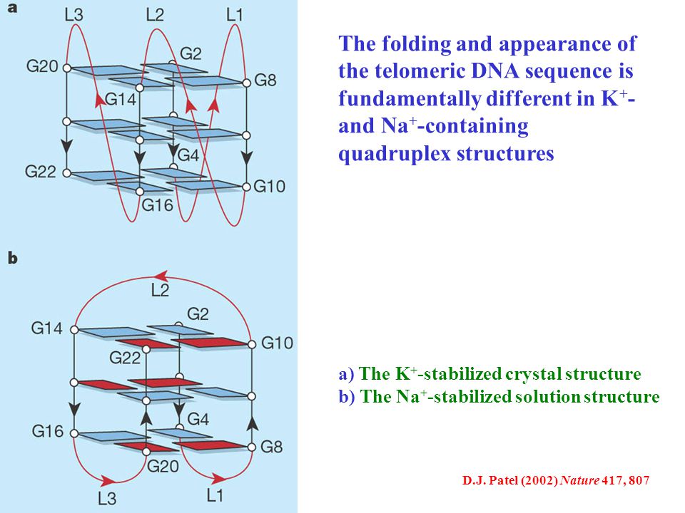 The folding and appearance of the telomeric DNA sequence is fundamentally different in K+- and Na+-containing quadruplex structures