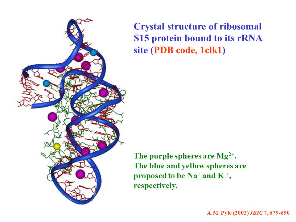 Crystal structure of ribosomal S15 protein bound to its rRNA site (PDB code, 1clk1)