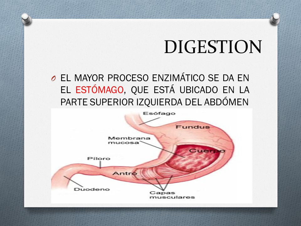 DIGESTION EL MAYOR PROCESO ENZIMÁTICO SE DA EN EL ESTÓMAGO, QUE ESTÁ UBICADO EN LA PARTE SUPERIOR IZQUIERDA DEL ABDÓMEN.