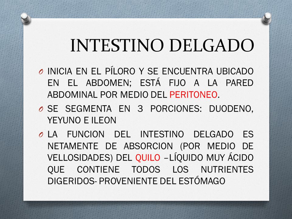 INTESTINO DELGADO INICIA EN EL PÍLORO Y SE ENCUENTRA UBICADO EN EL ABDOMEN; ESTÁ FIJO A LA PARED ABDOMINAL POR MEDIO DEL PERITONEO.