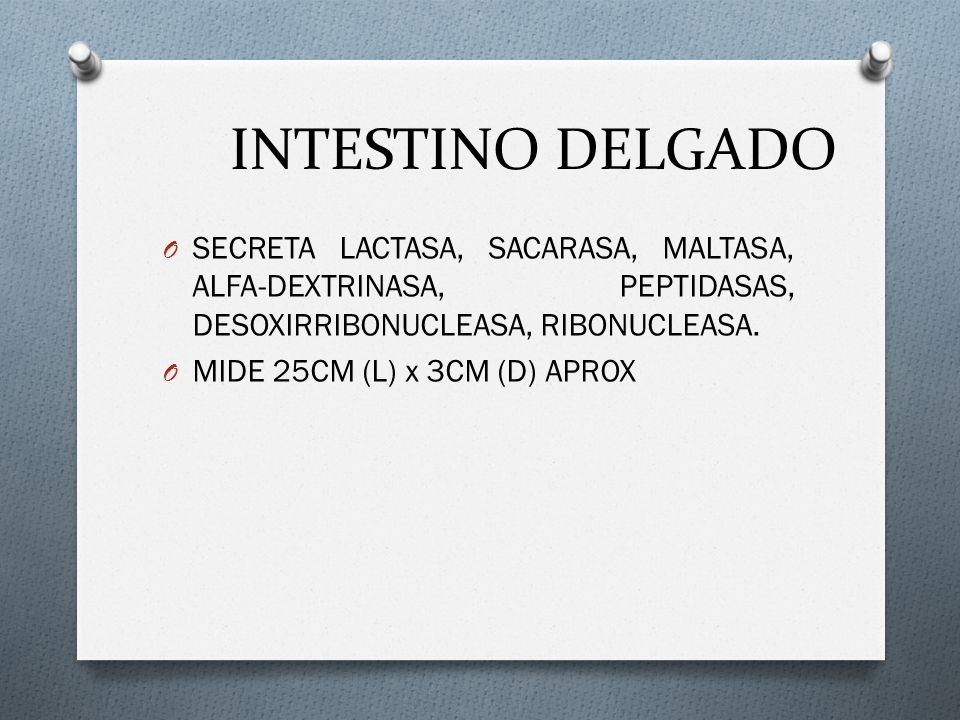 INTESTINO DELGADO SECRETA LACTASA, SACARASA, MALTASA, ALFA-DEXTRINASA, PEPTIDASAS, DESOXIRRIBONUCLEASA, RIBONUCLEASA.