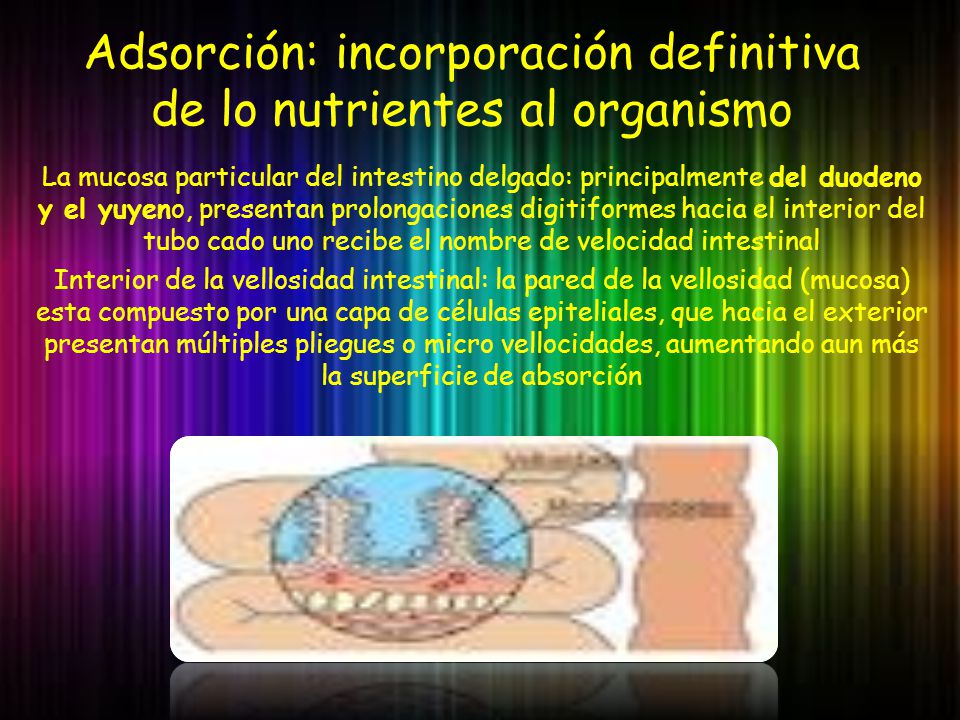 Adsorción: incorporación definitiva de lo nutrientes al organismo